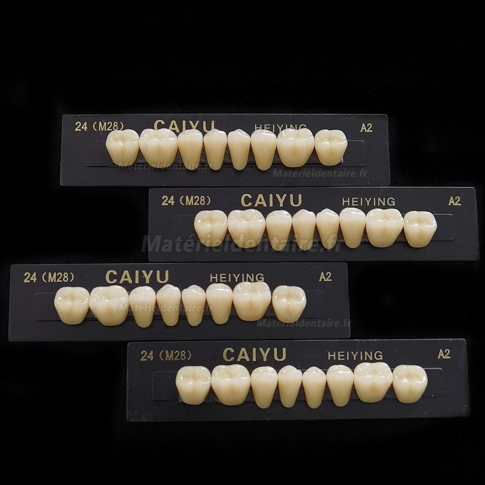 Prothèse dentaire en résine polymère synthétique acrylique Caiyu Heiying (Upper/Lower Back Teeth)